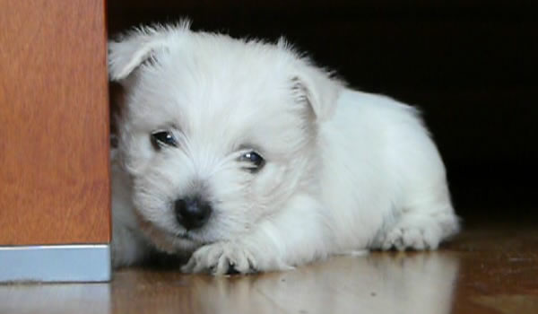 West Highland White Terrier show class šuniukai jau susirado naujus namus. :)
